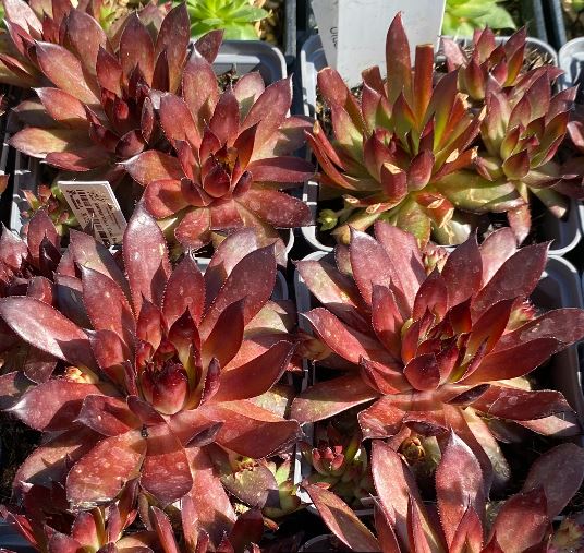 Sempervivum x 'Dark Beauty' - Joubarbe