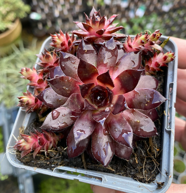 Sempervivum x 'Dark Beauty' - Joubarbe