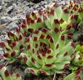 Sempervivum calcareum - Joubarbe calcicole