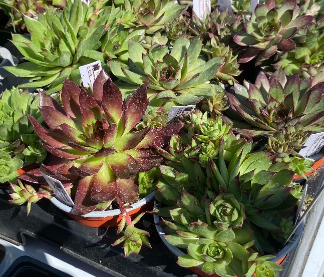 Sempervivum tectorum - Joubarbe des toits