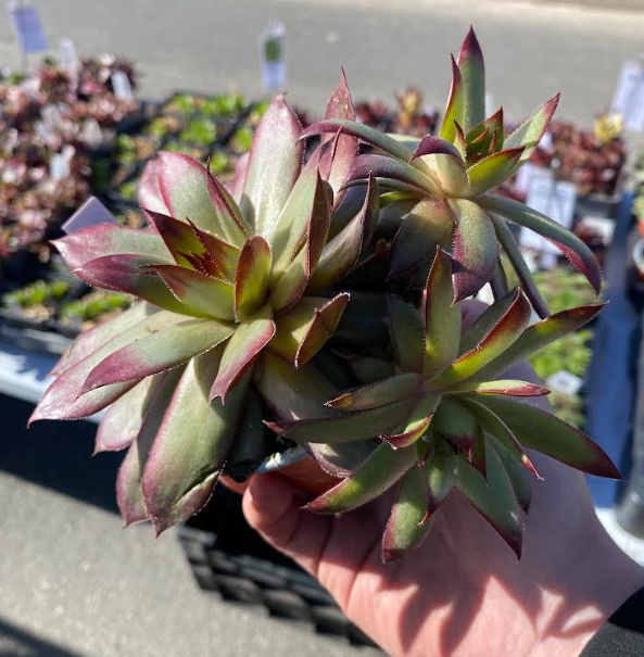 Sempervivum tectorum - Joubarbe des toits