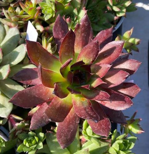 Sempervivum tectorum - Joubarbe des toits