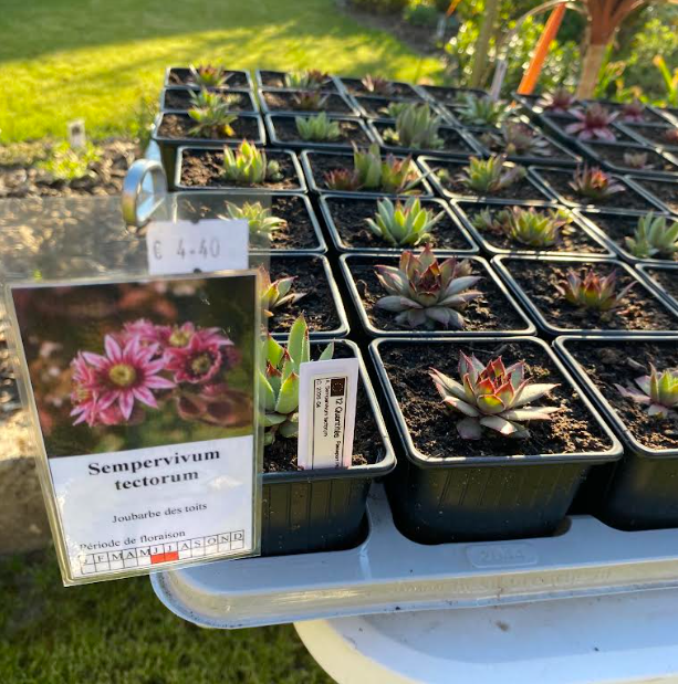 Sempervivum tectorum - Joubarbe des toits