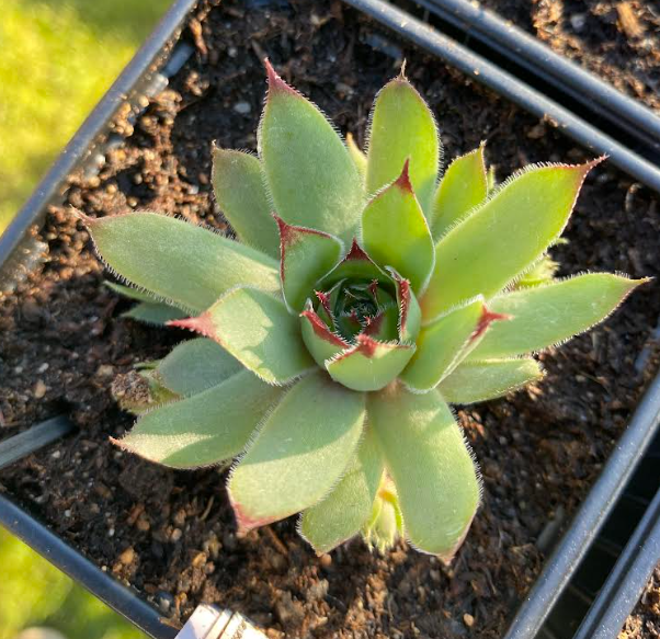 Sempervivum tectorum - Joubarbe des toits