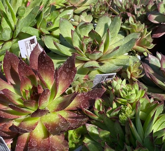 Sempervivum tectorum - Joubarbe des toits