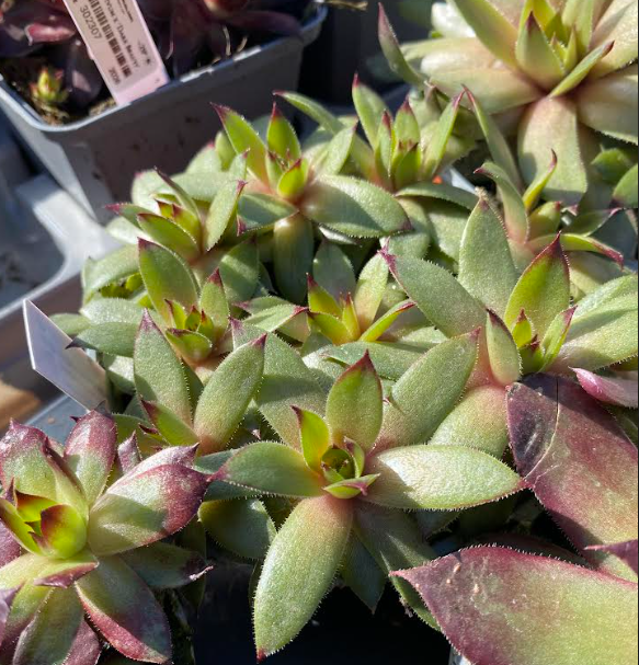 Sempervivum tectorum - Joubarbe des toits