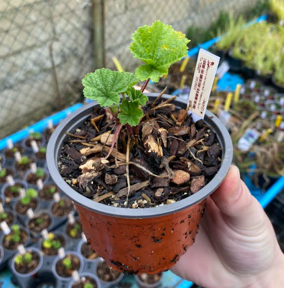 Malva sylvestris 'Zebrina Blue' - Mauve des bois