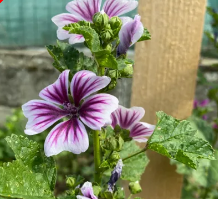Malva sylvestris 'Zebrina Blue' - Mauve des bois