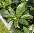 Pachysandra terminalis - Pachysandre du Japon