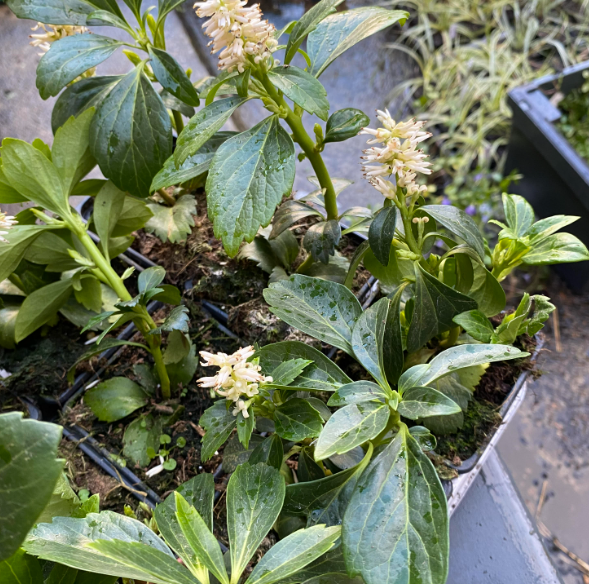 Pachysandra terminalis - Pachysandre du Japon