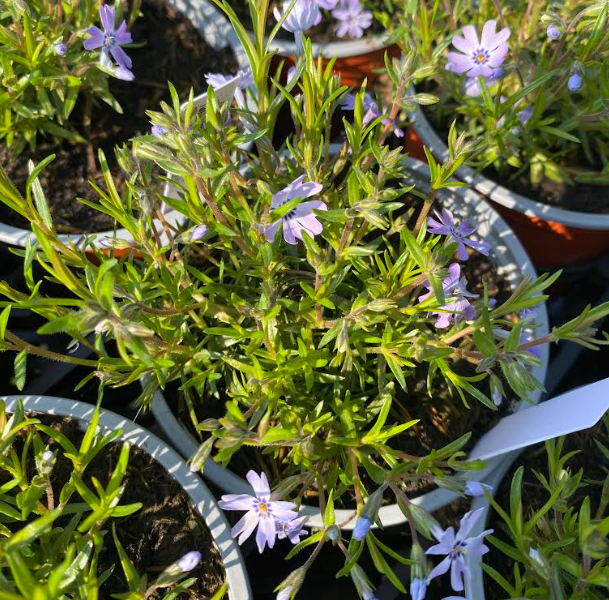 Phlox subulata 'Bleu' - Phlox