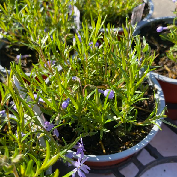 Phlox subulata 'Bleu' - Phlox