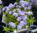 Phlox subulata 'Bleu' - Phlox