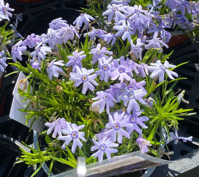 Phlox subulata 'Bleu' - Phlox