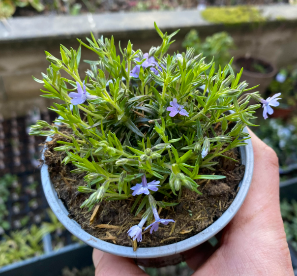 Phlox subulata 'Bleu' - Phlox