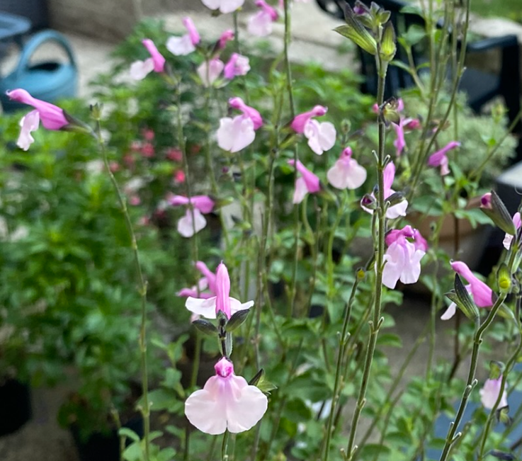 Salvia x 'Dancing dolls' - Sauge arbustive