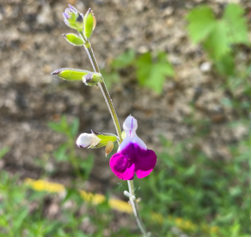 Salvia greggii 'Amethyst Lips' - Sauge arbustive