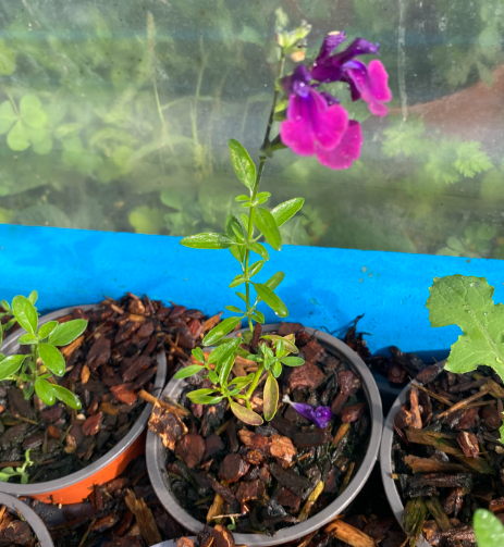 Salvia jamensis 'Nachtvlinder' - Sauge arbustive