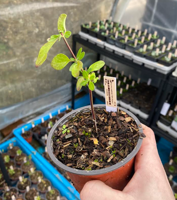 Salvia jamensis 'Rêve Rouge' - Sauge arbustive