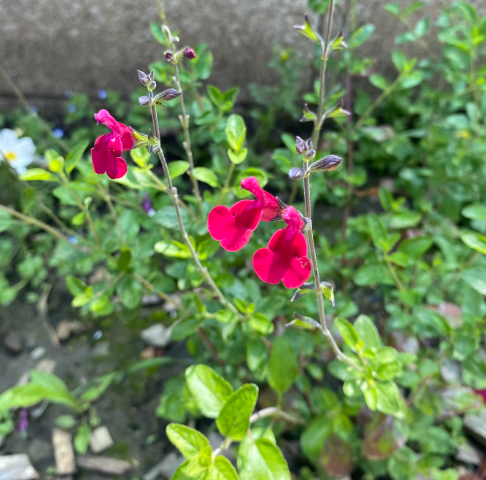 Salvia jamensis 'Rêve Rouge' - Sauge arbustive
