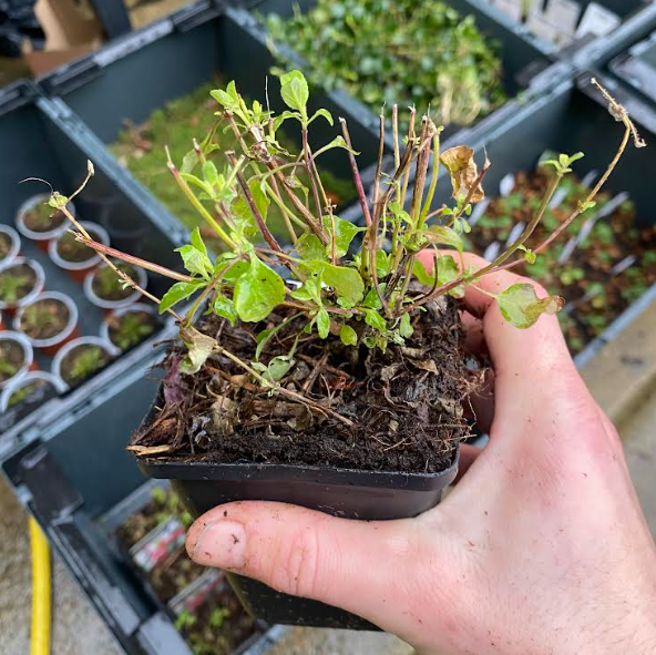 Salvia microphylla 'Hot Lips' - Sauge arbustive