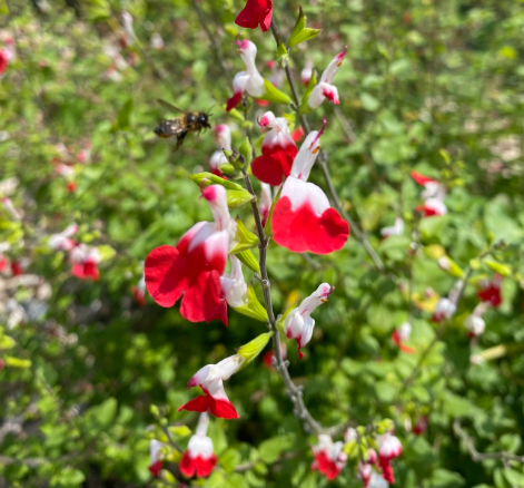 Salvia microphylla 'Hot Lips' - Sauge arbustive