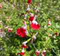 Salvia microphylla 'Hot Lips' - Sauge arbustive