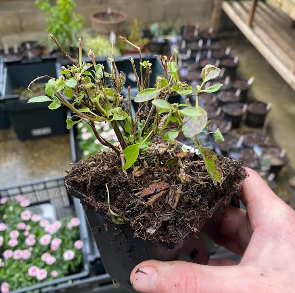 Salvia microphylla 'Pink Lips' - Sauge arbustive