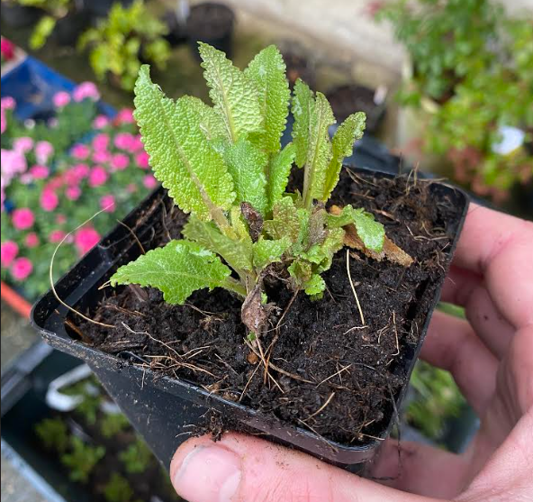 Salvia nemorosa 'Caradonna' - Sauge des bois