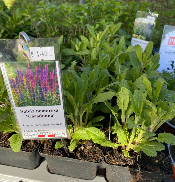 Salvia nemorosa 'Caradonna' - Sauge des bois