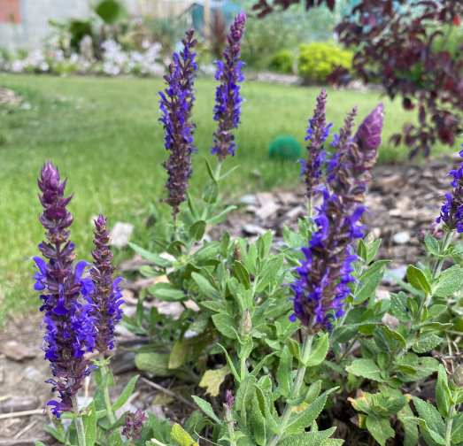 Salvia nemorosa 'Caradonna' - Sauge des bois