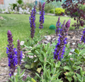 Salvia nemorosa 'Caradonna' - Sauge des bois