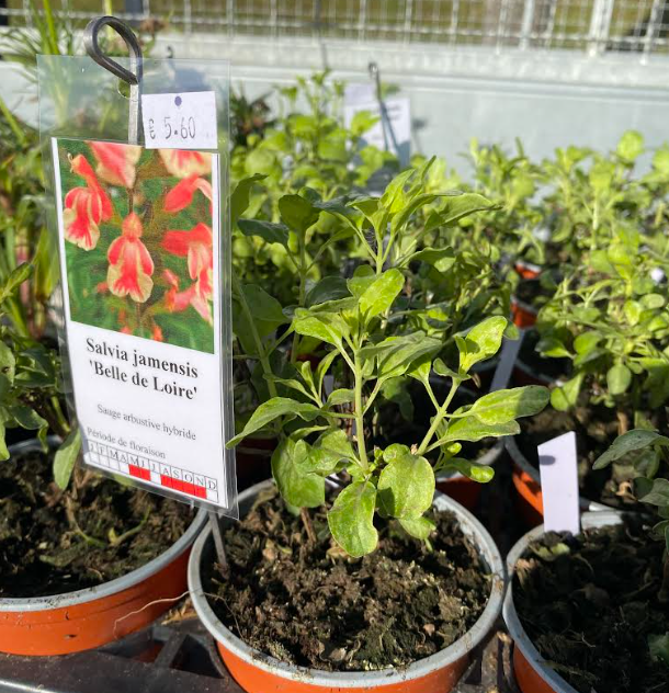 Salvia jamensis 'Belle de Loire' - Sauge arbustive