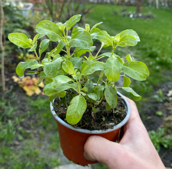 Salvia jamensis 'Belle de Loire' - Sauge arbustive