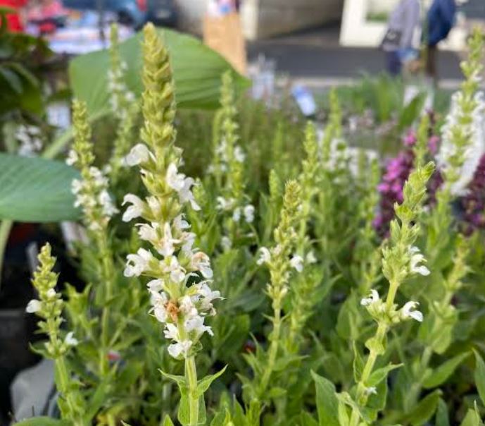 Salvia nemorosa 'Merleau White' - Sauge des bois 'Merleau White'