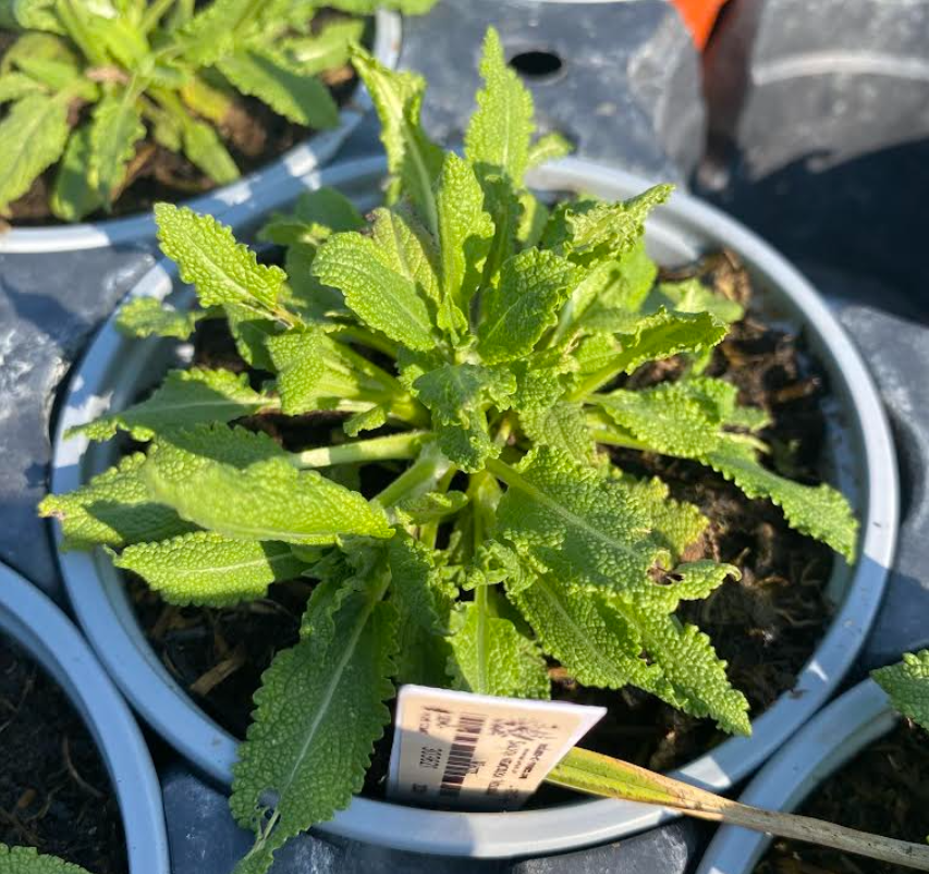 Salvia nemorosa 'Merleau White' - Sauge des bois 'Merleau White'