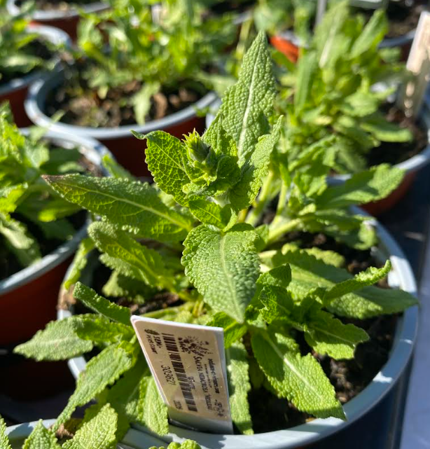 Salvia nemorosa 'Merleau White' - Sauge des bois 'Merleau White'