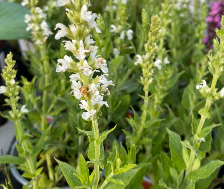 Salvia nemorosa 'Merleau White' - Sauge des bois 'Merleau White'
