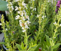 Salvia nemorosa 'Merleau White' - Sauge des bois 'Merleau White'