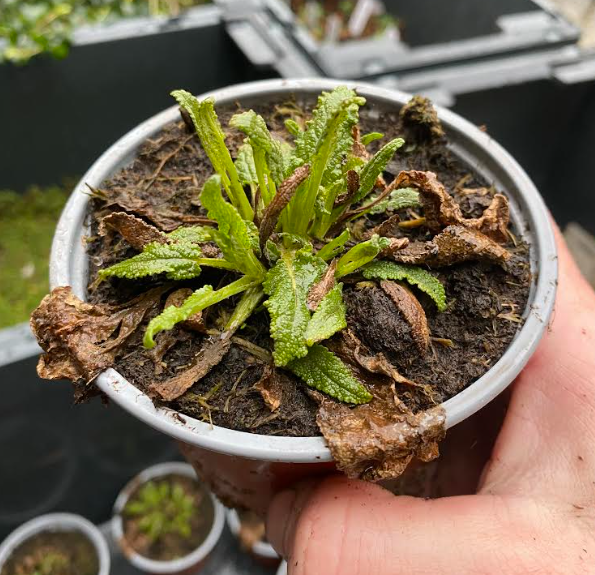 Salvia nemorosa 'Merleau White' - Sauge des bois 'Merleau White'