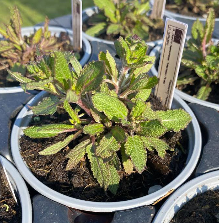 Salvia nemorosa 'Merleau Rose' - Sauge des bois 'Merleau Rose'