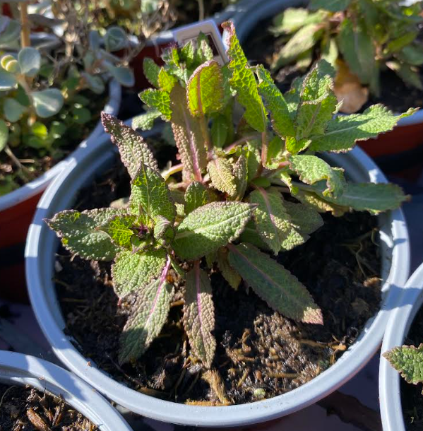 Salvia nemorosa 'Merleau Rose' - Sauge des bois 'Merleau Rose'