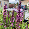 Salvia nemorosa 'Merleau Rose' - Sauge des bois 'Merleau Rose'