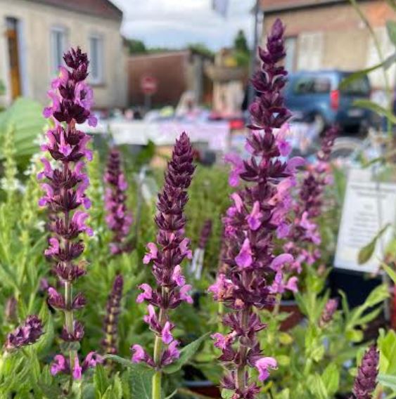 Salvia nemorosa 'Merleau Rose' - Sauge des bois 'Merleau Rose'