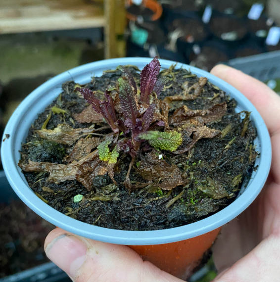 Salvia nemorosa 'Merleau Rose' - Sauge des bois 'Merleau Rose'