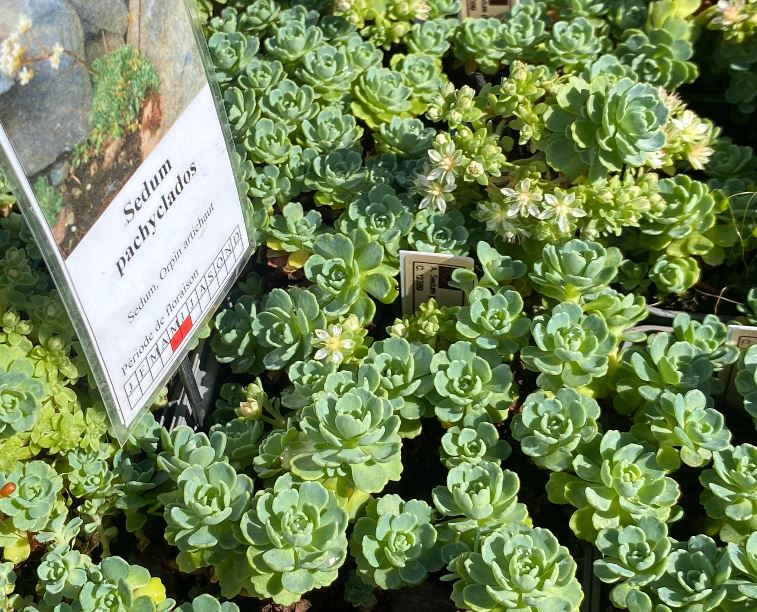 Sedum pachyclados - Sedum