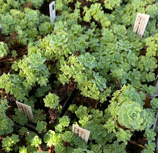 Sedum pachyclados - Sedum
