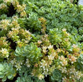 Sedum pachyclados - Sedum