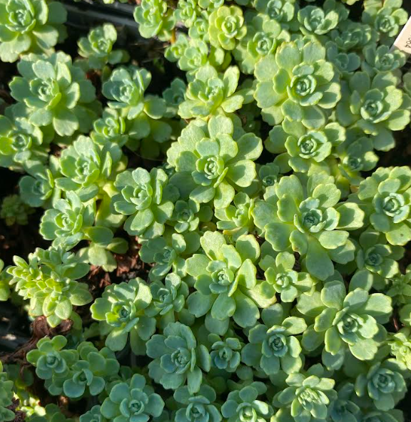 Sedum pachyclados - Sedum