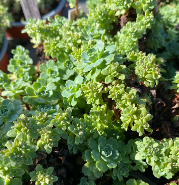 Sedum pachyclados - Sedum